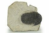 Detailed Gerastos Trilobite Fossil - Morocco #310267-3